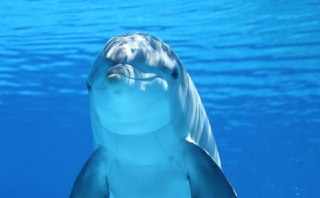 Почему дельфины, тунцы и фугу заполнили Охотское море?